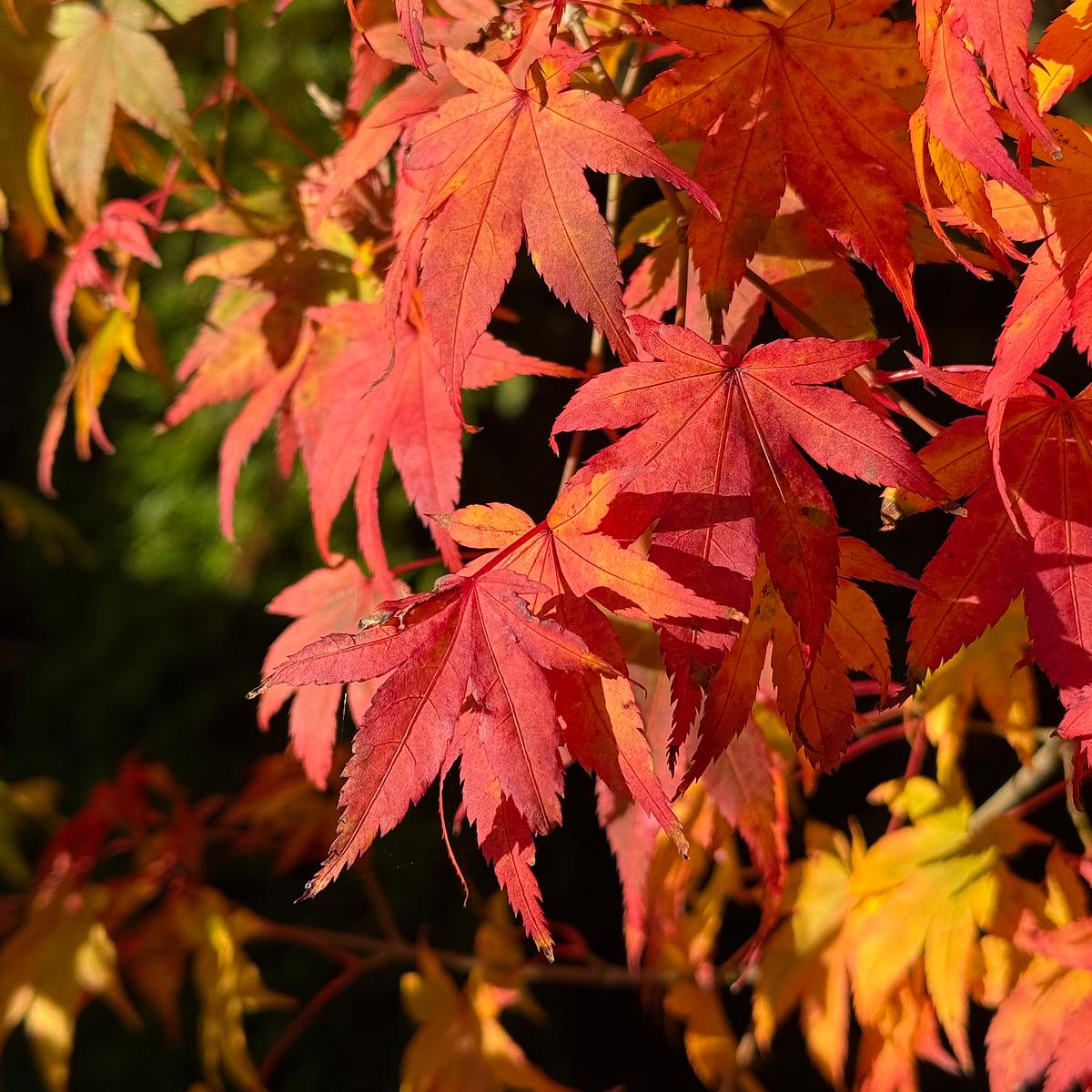 Brightly colored autumn leaves in shades of red, orange, and yellow are illuminated by sunlight.