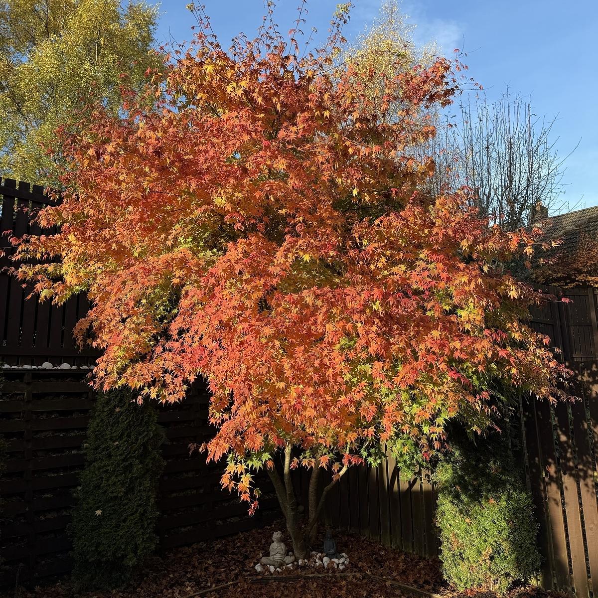 A vibrant tree with red and orange leaves stands in a sunny outdoor setting.