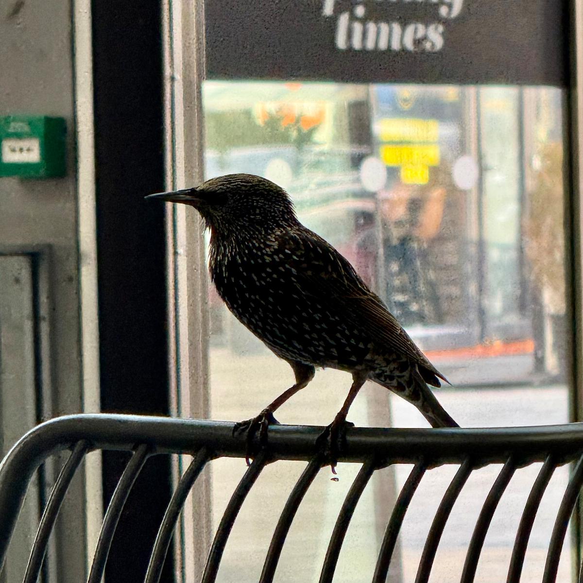 A bird is perched on a chair indoors near a glass door.