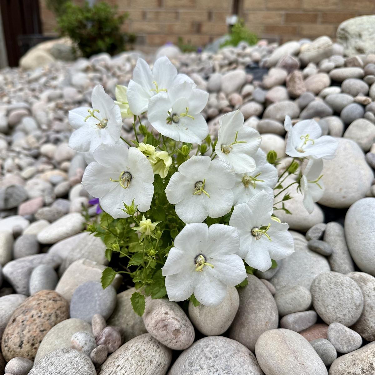White flowers are blooming among a bed of smooth, rounded stones.