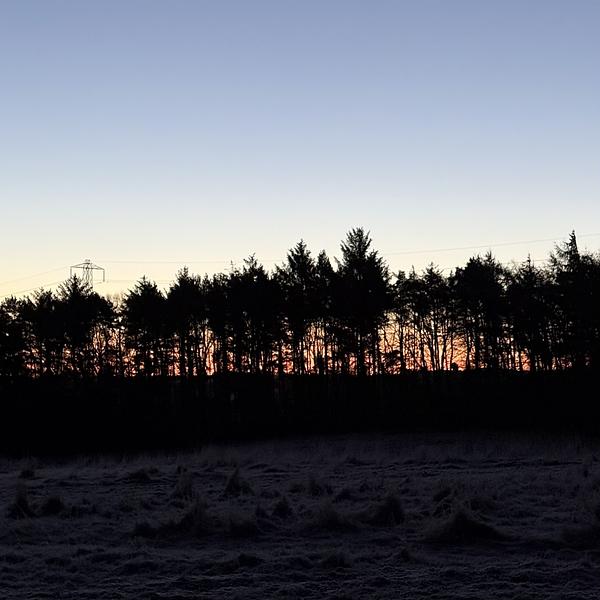 A silhouette of dense trees is set against a colorful sunrise or sunset sky with power lines crossing the scene.