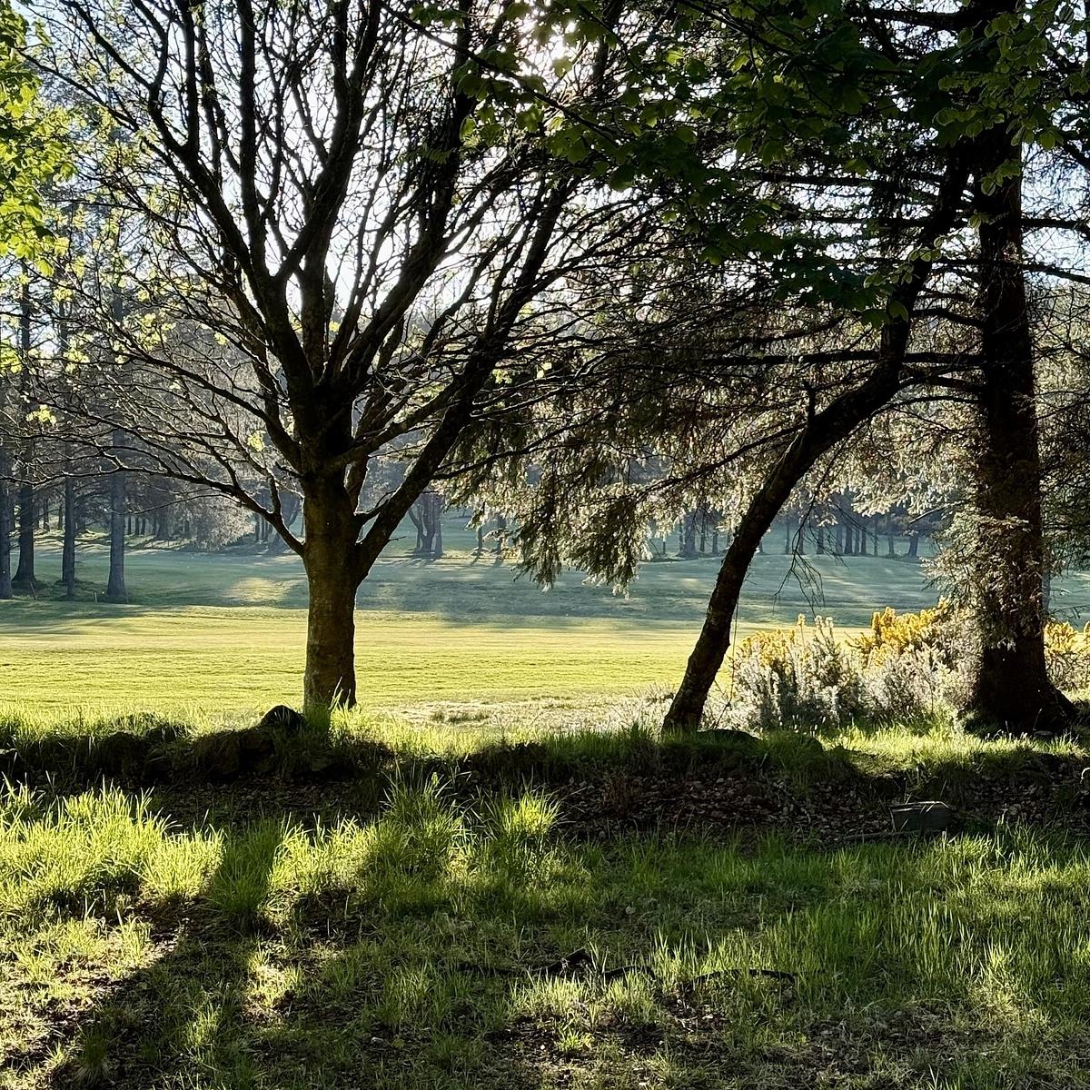 Sunlight filters through the trees, casting shadows on a grassy landscape with a serene forest backdrop.