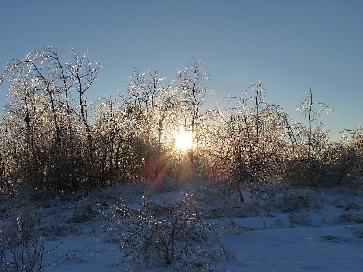 A winter landscape with trees covered in ice and snow is illuminated by the setting sun.