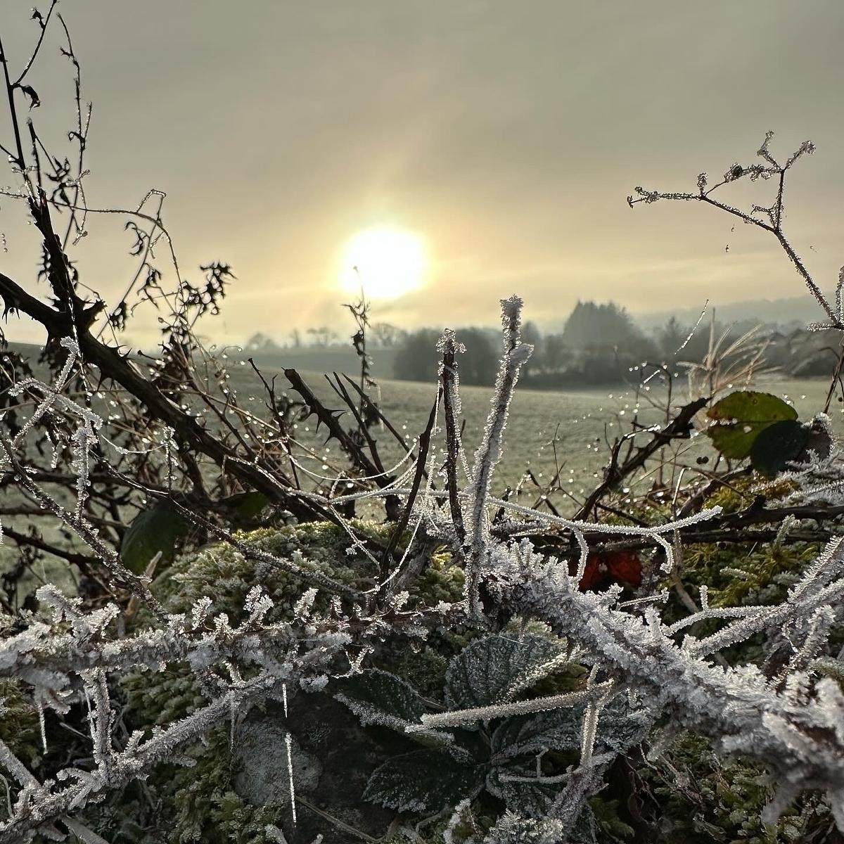 Frosted weeds and grass growing over a wall.