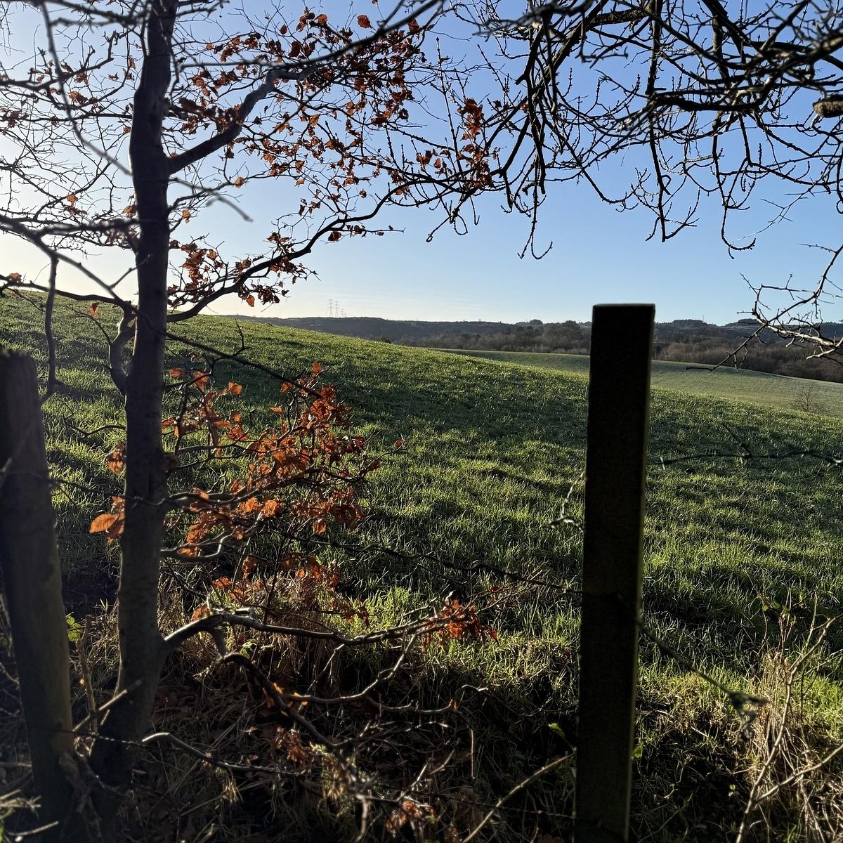 A peaceful rural landscape with a grassy field, distant hills, and a partially leaf-covered tree under a clear sky.