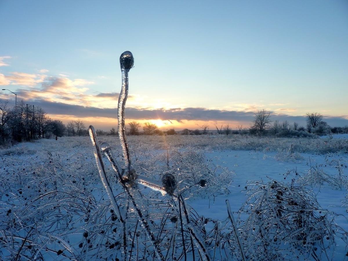 A tranquil winter scene showcases the sun setting over a snow-covered field with ice-coated plants in the foreground.