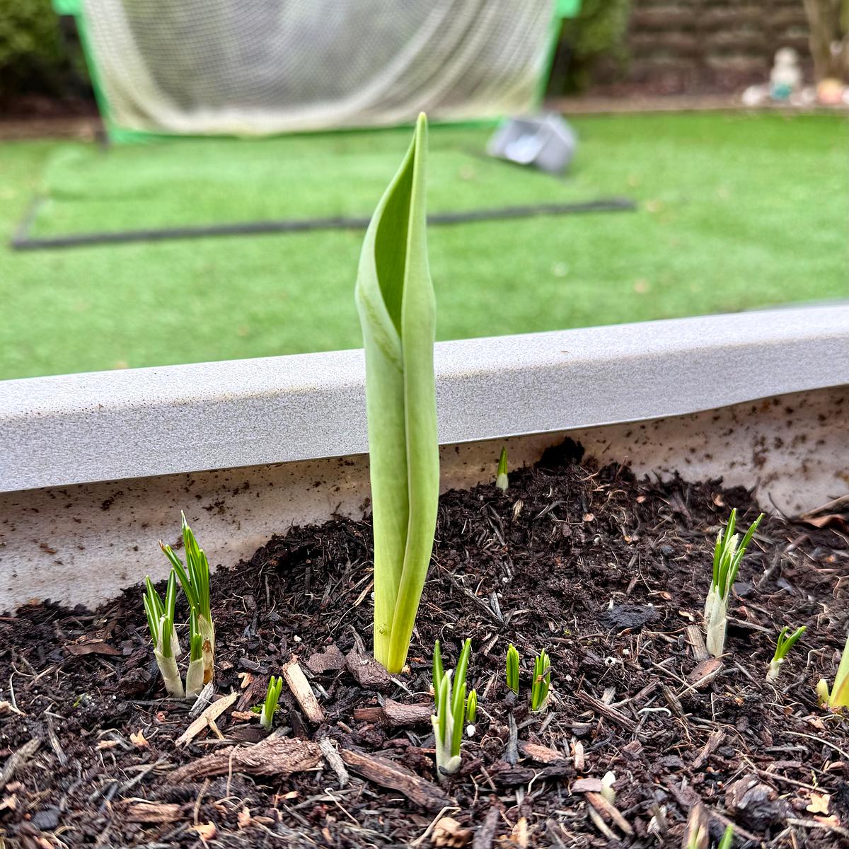 A budding plant emerges from the soil in a garden bed, surrounded by smaller shoots with a blurred background of artificial grass and a net.