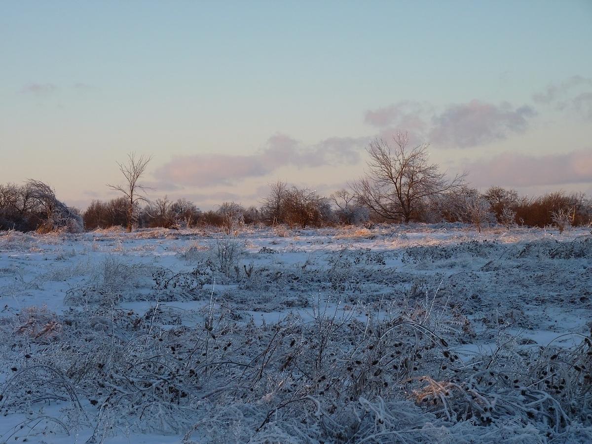 A snowy field with scattered bare trees is bathed in soft morning or evening light under a partly cloudy sky.