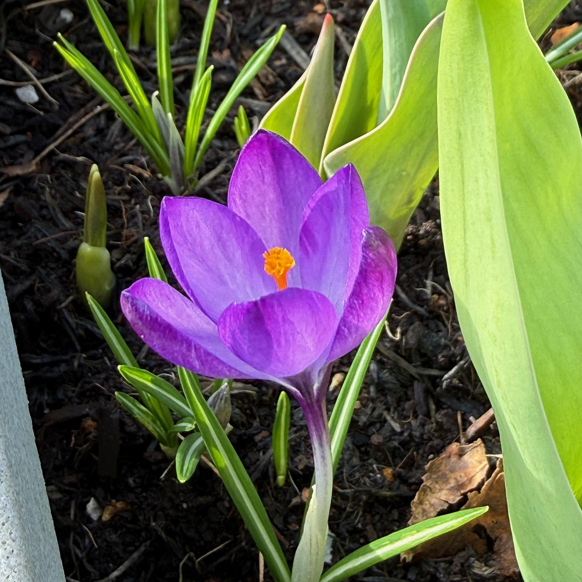 A vibrant purple crocus flower in full bloom with bright orange stamens at its center, emerging from dark mulch in a spring garden bed alongside green shoots and broad pale-green leaves.