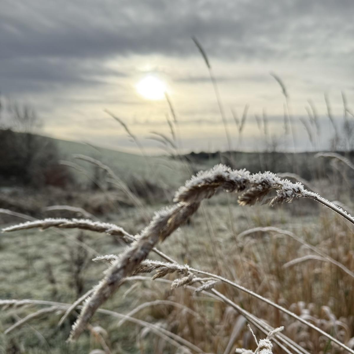 A frosty landscape with tall grasses in the foreground and a hazy sun in the cloudy sky.