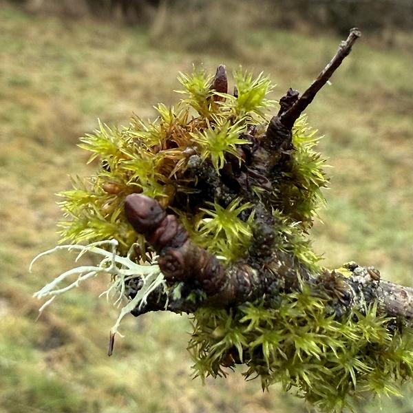 A branch is covered with green moss and lichen against a blurred natural background.