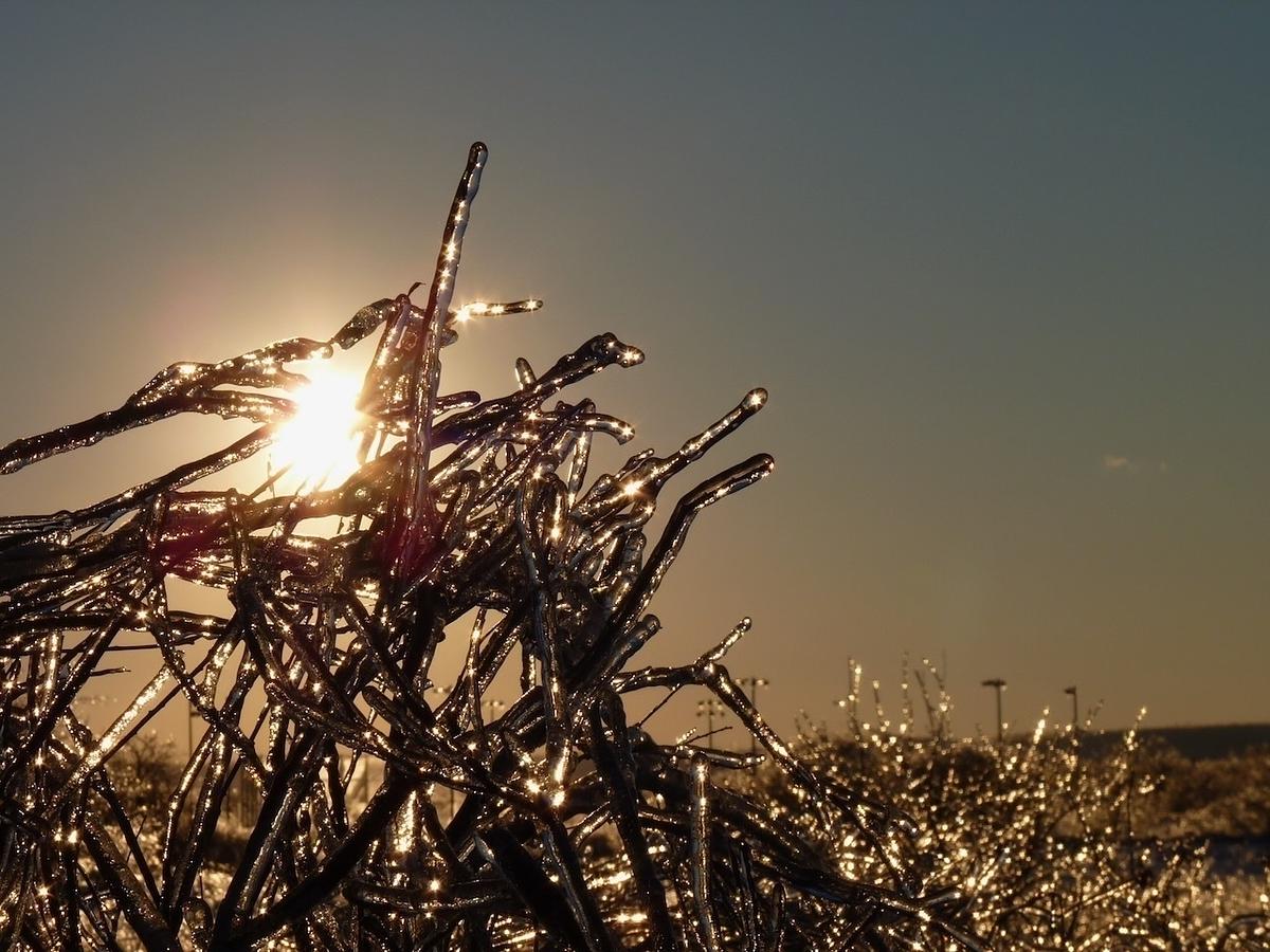 Sunlight filters through a cluster of ice-covered branches, creating a glistening effect against a clear sky.