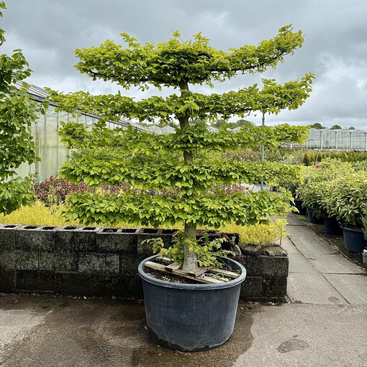 A neatly pruned, tiered tree is planted in a large pot, surrounded by a variety of plants in a nursery setting.