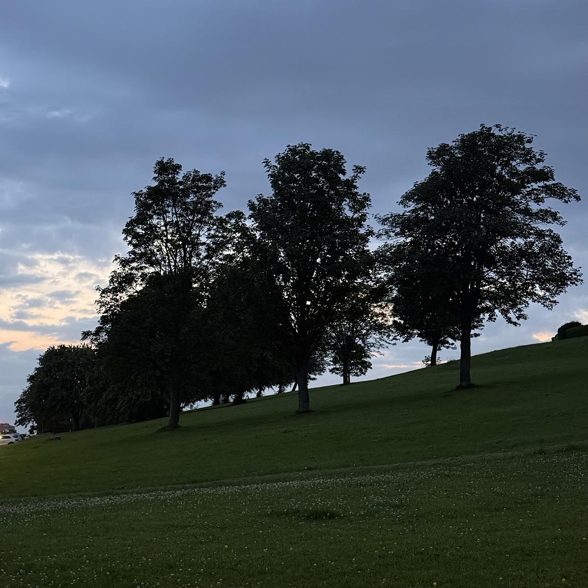 Silhouetted trees stand on a grassy hill against a twilight sky.