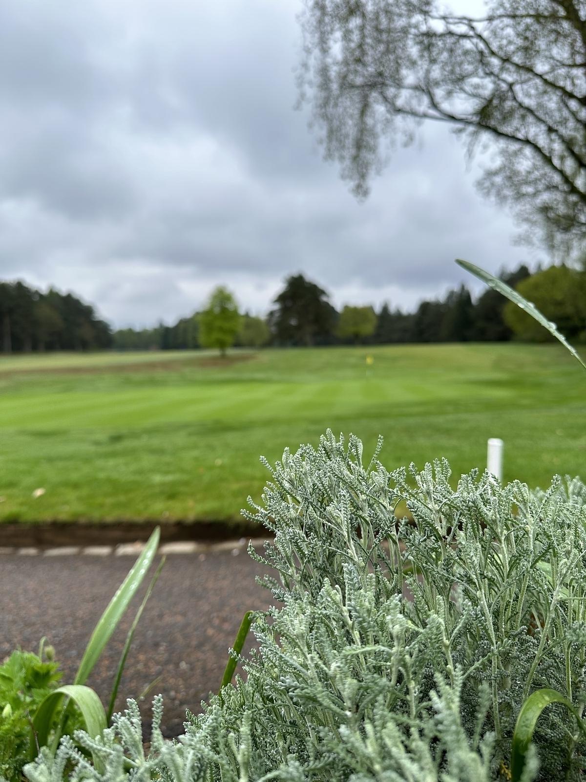 A lavender shrub with a golf course in the background.