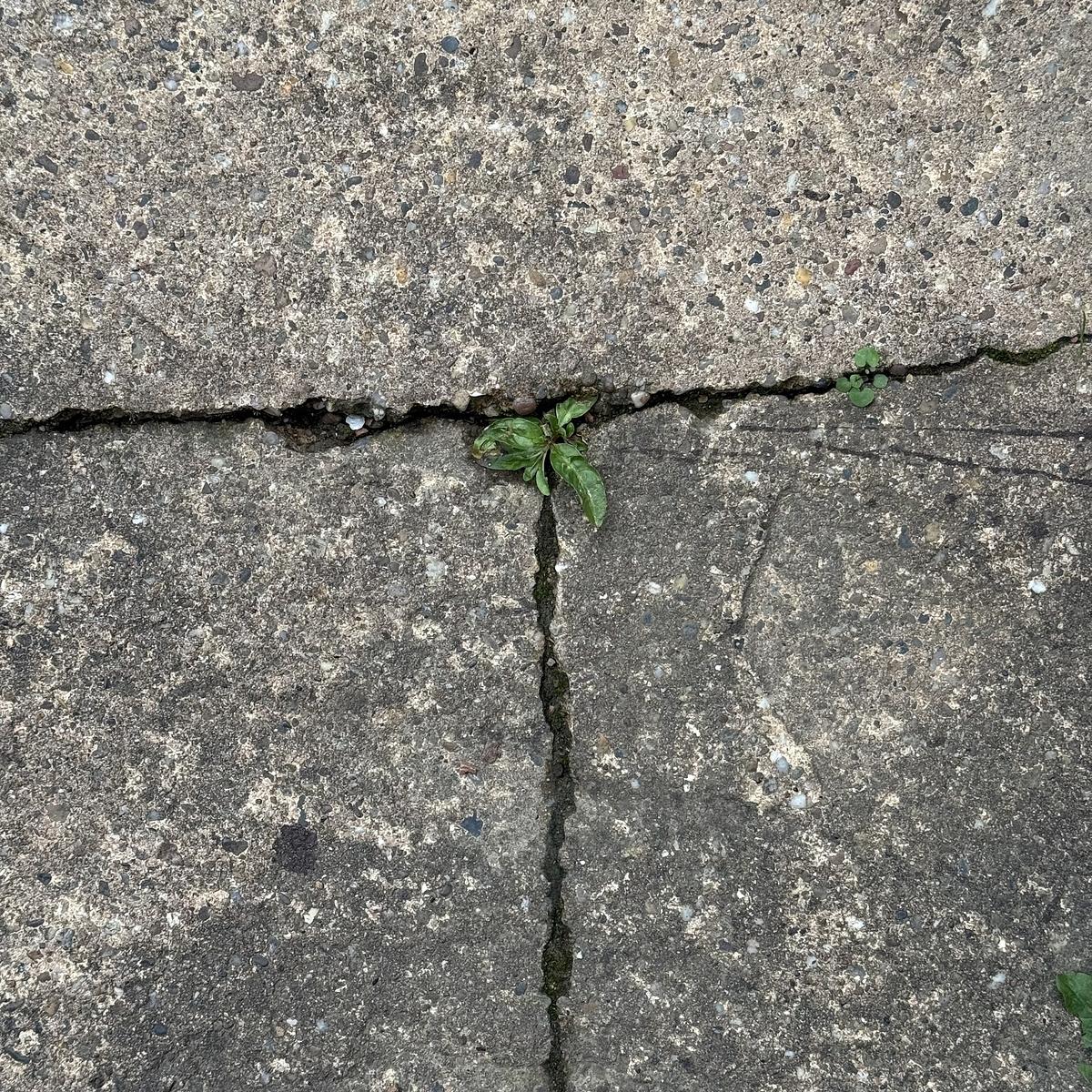 A small plant grows through a crack in a concrete path.