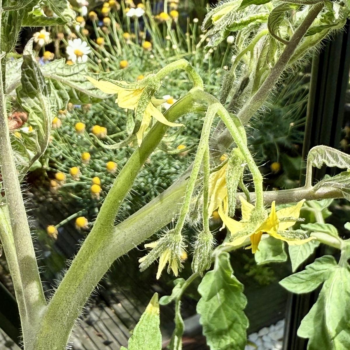 Tomato plant with yellow flowers growing amidst daisies.