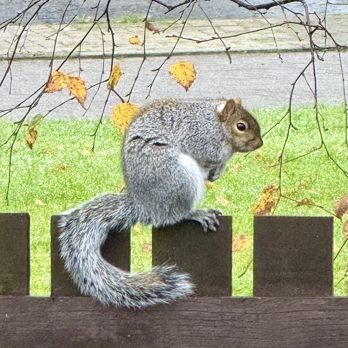 A squirrel is perched on a wooden fence with green grass and a sidewalk in the background.