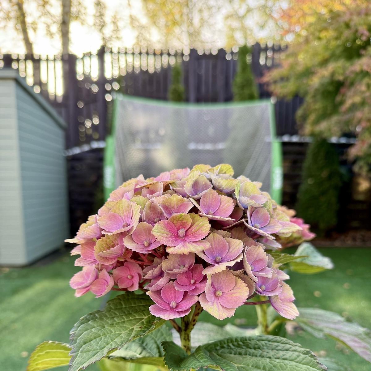 A cluster of pink and purple hydrangea flowers is in focus, set against a blurred background of a garden with trees and a fence.