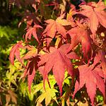 Vibrant red and orange Japanese maple leaves illuminated by sunlight against a green foliage background.