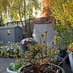 A backyard garden with potted plants and flowers, a gray storage shed, wooden fence, and birch trees lit by golden sunset light.